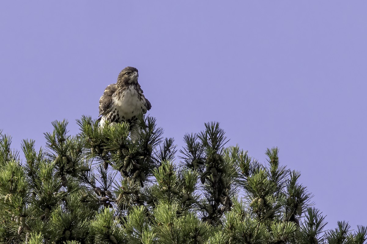Red-tailed Hawk - ML471352321
