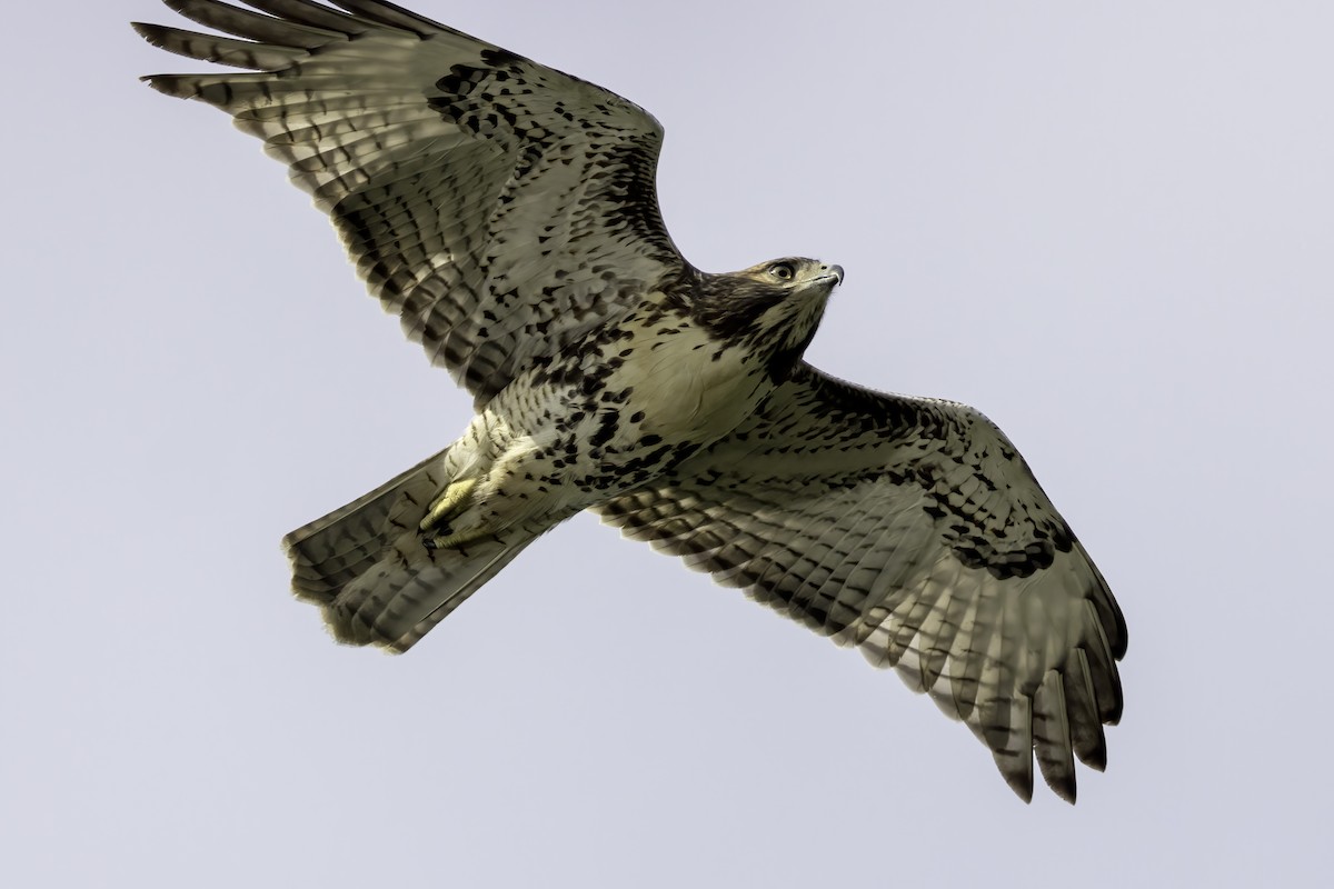 Red-tailed Hawk - ML471352331