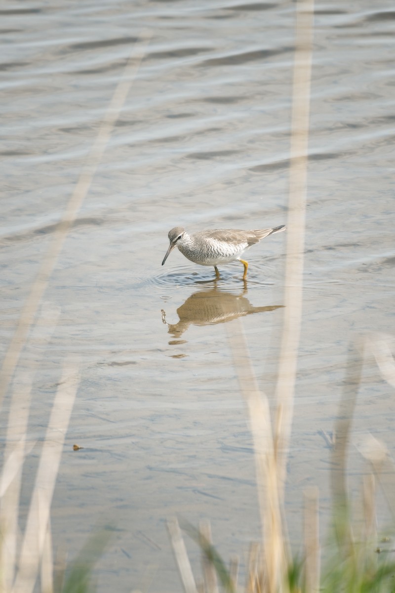 Gray-tailed Tattler - Colette English