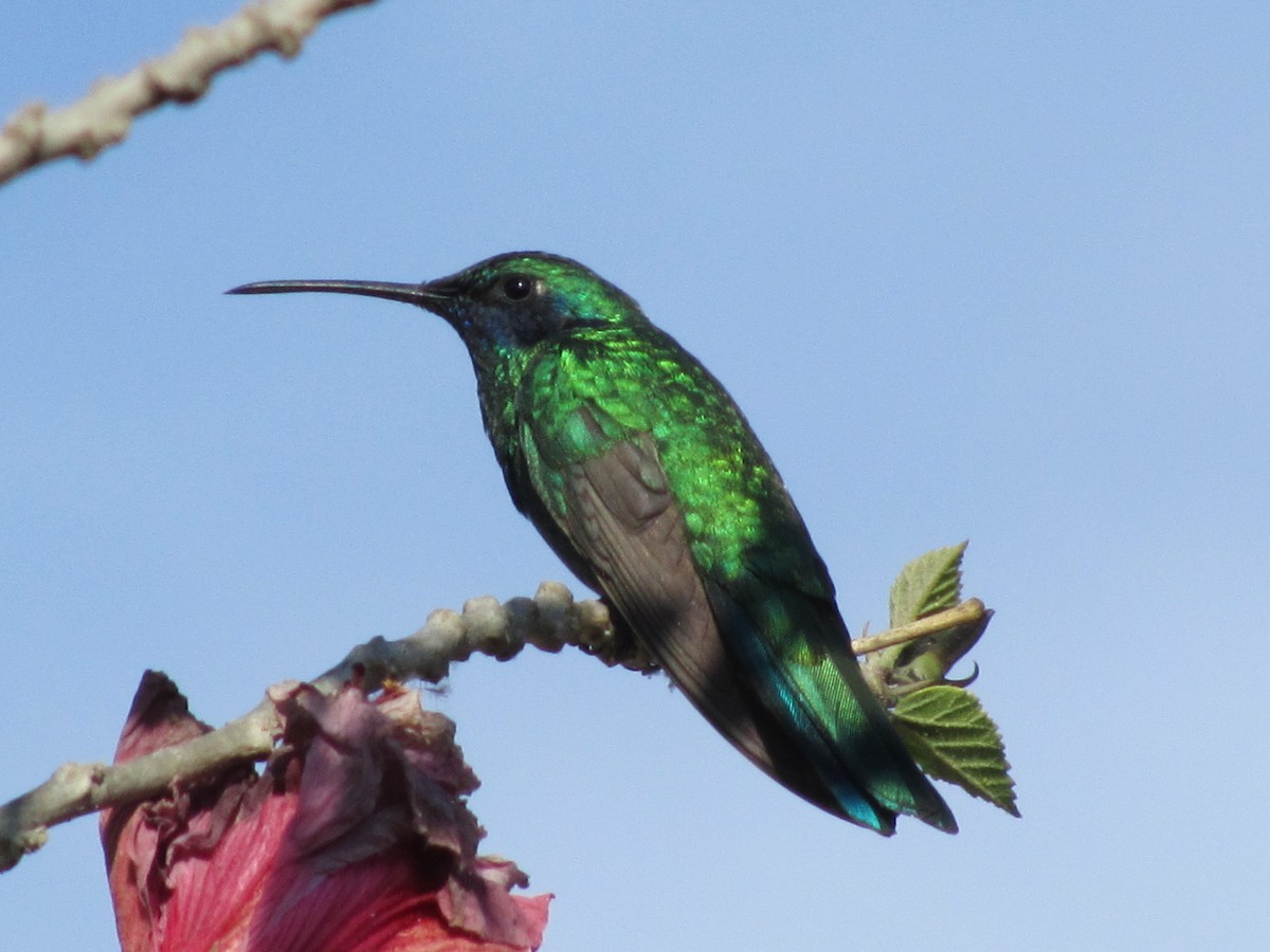 Sparkling Violetear - Debra Kriensky