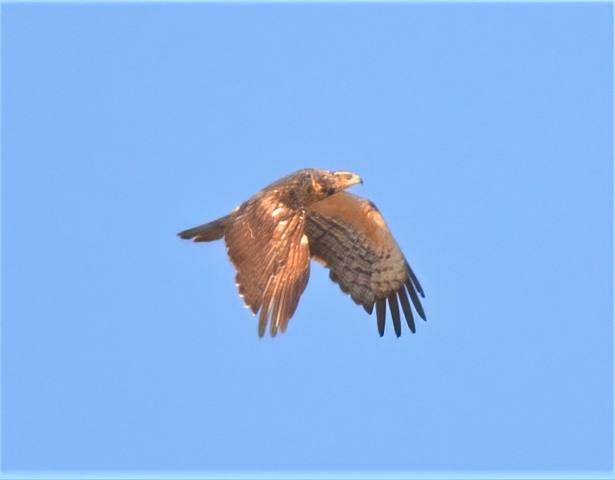 Oriental Honey-buzzard - José Teixeira