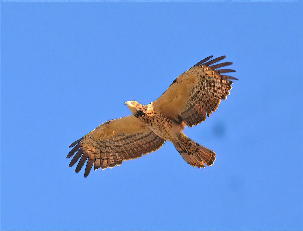 Oriental Honey-buzzard - ML471353641