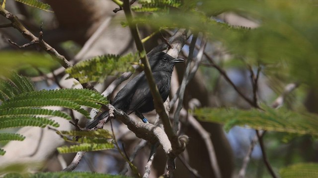 Black Scrub-Robin - ML471354251