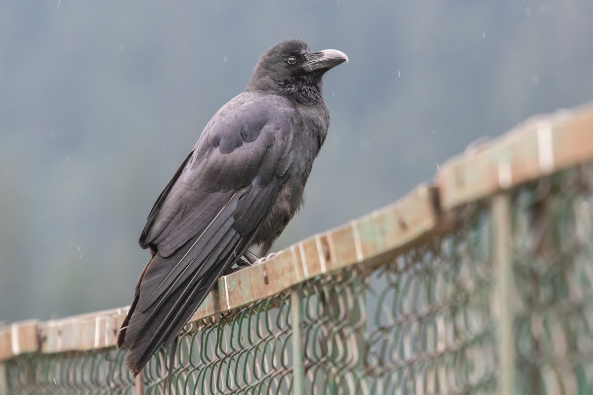 Large-billed Crow - Ramit Singal