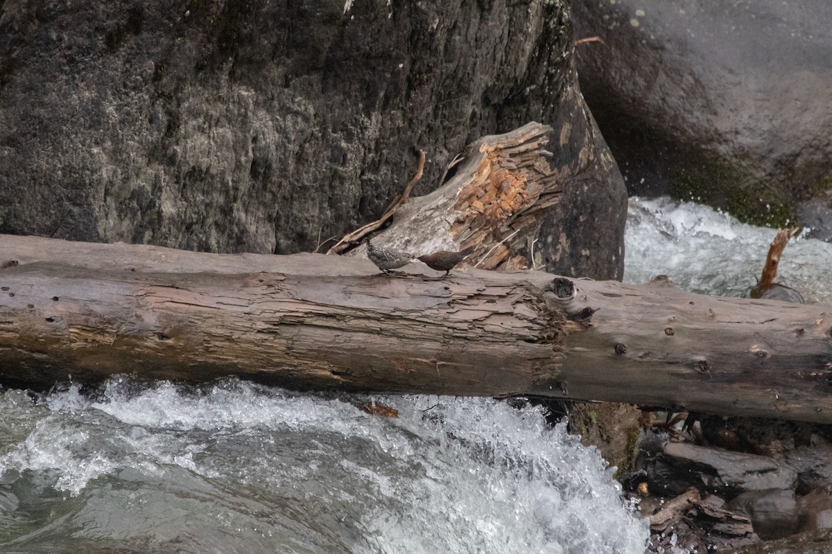 Brown Dipper - Ramit Singal