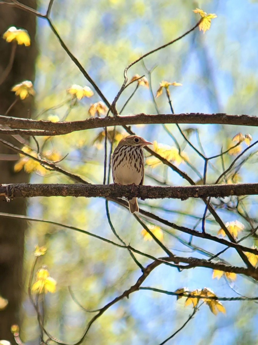 Ovenbird - ML471354551