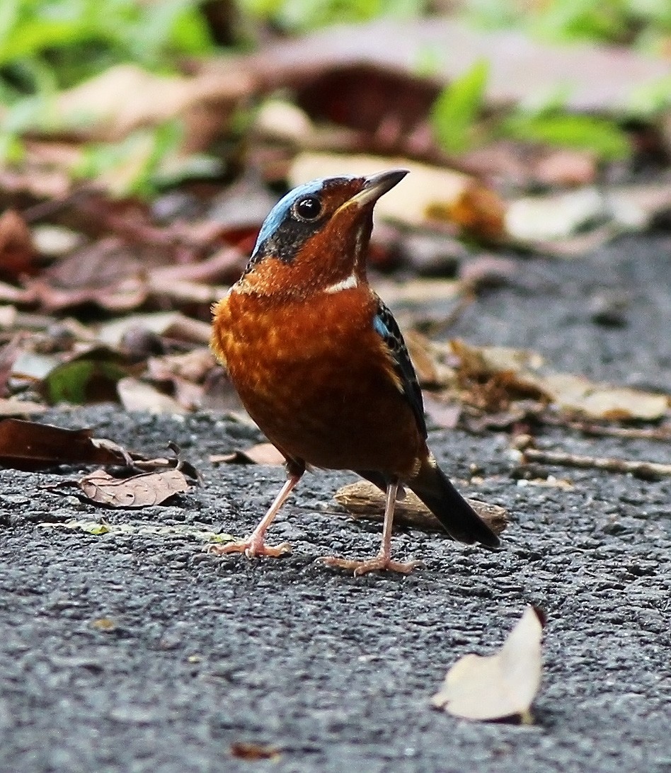White-throated Rock-Thrush - ML47135491