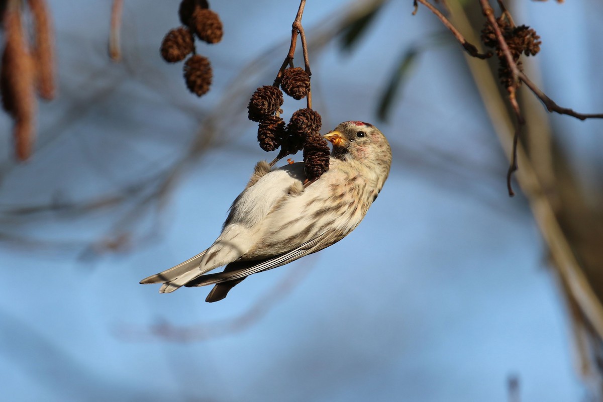 Common Redpoll - ML471355111