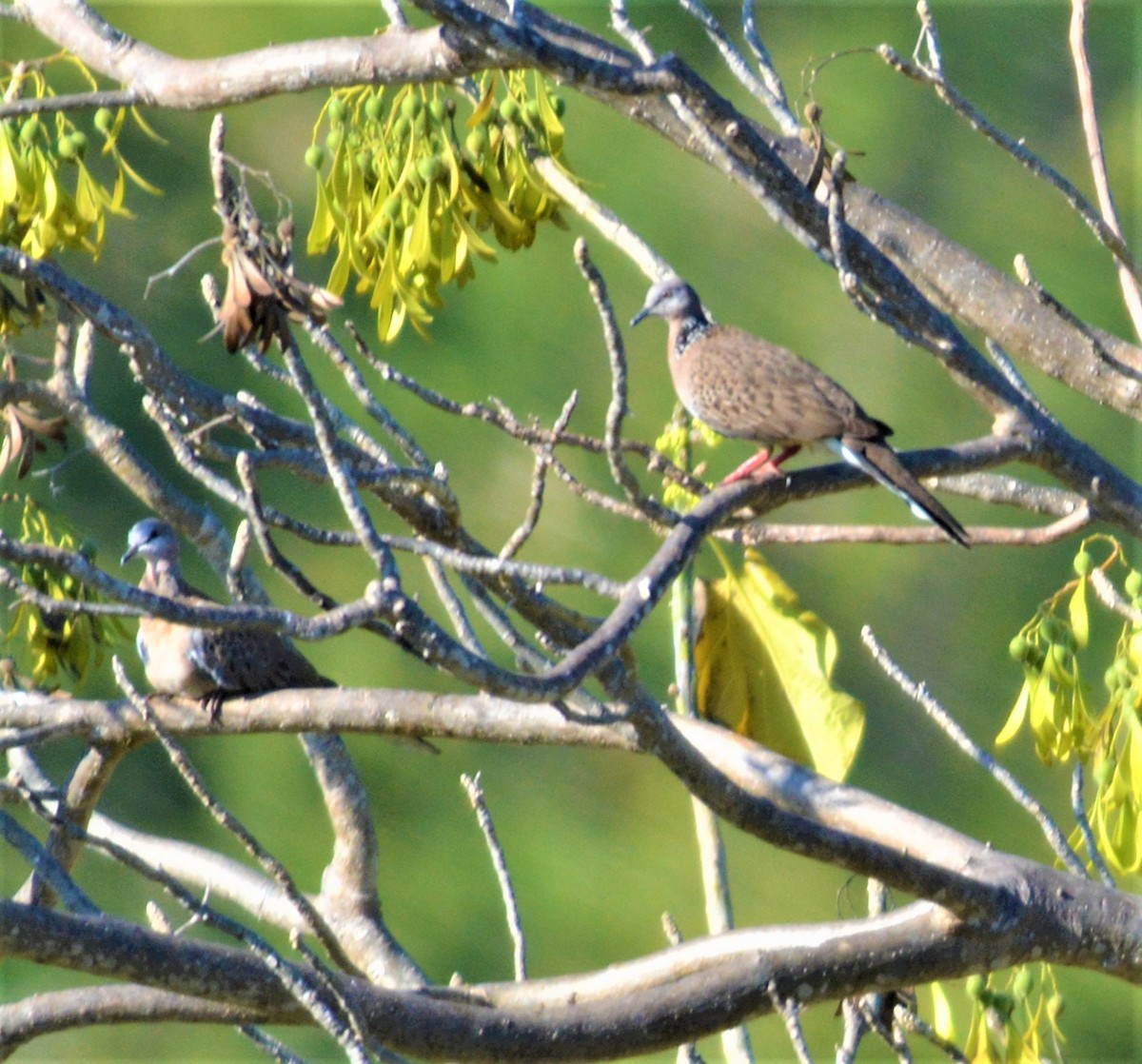 珠頸斑鳩 - ML471355141