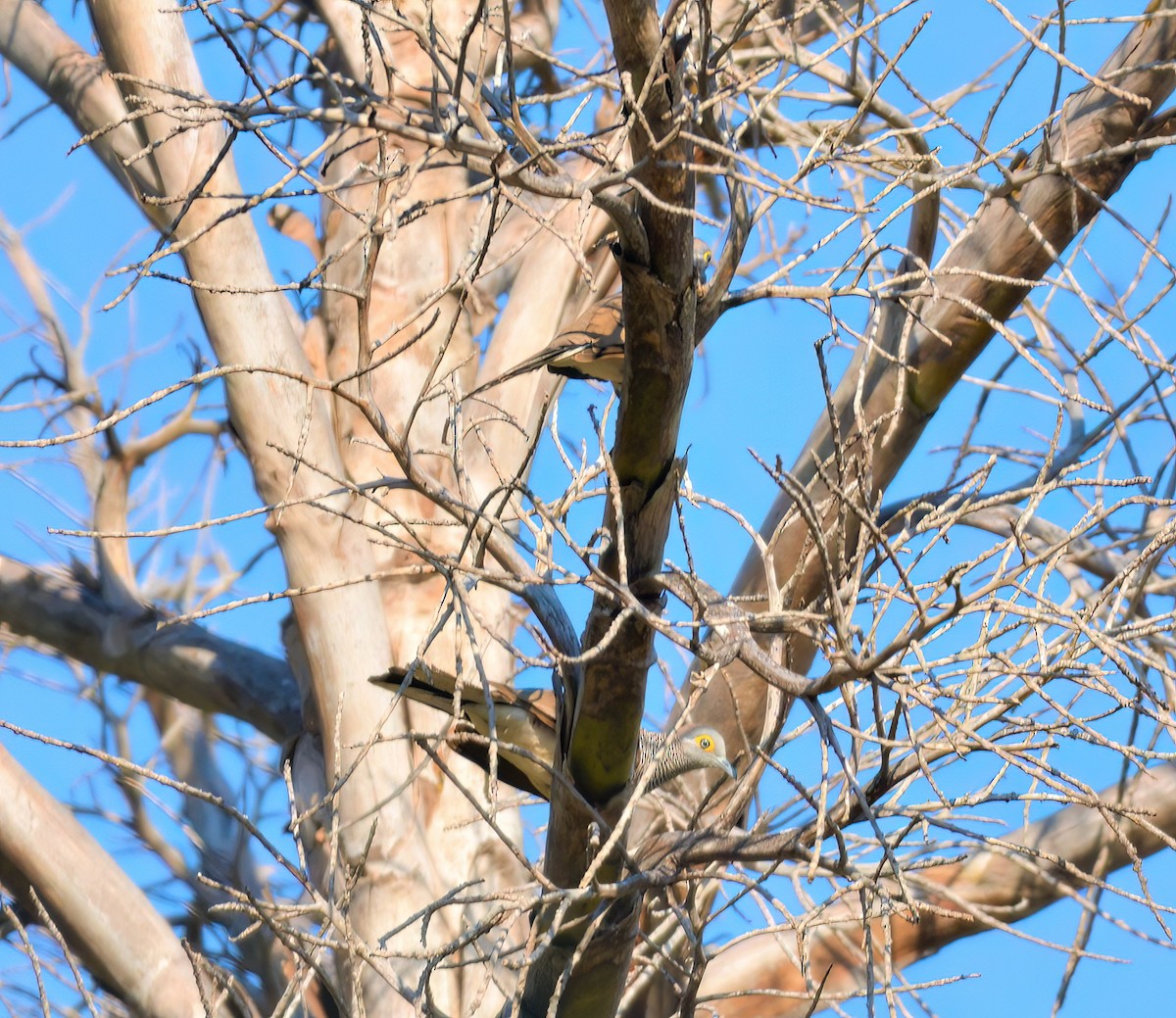 Barred Dove - ML471355351