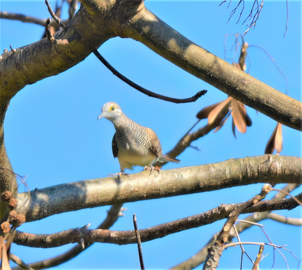 Barred Dove - José Teixeira