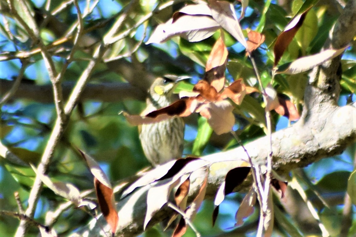 Streak-breasted Honeyeater - ML471355591