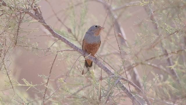 Cretzschmar's Bunting - ML471356041