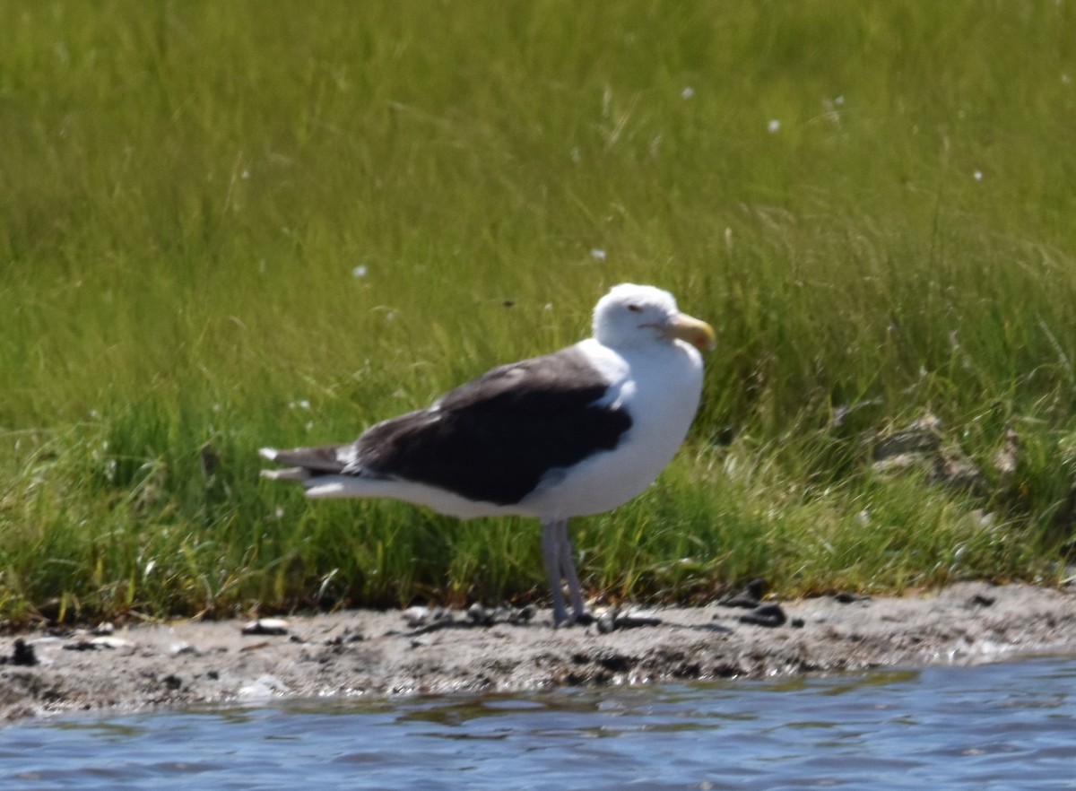 Great Black-backed Gull - Michael Friedman