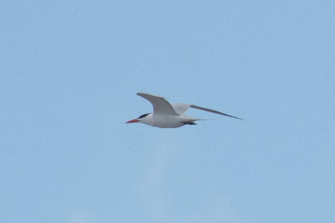 Royal Tern - Cody Limber