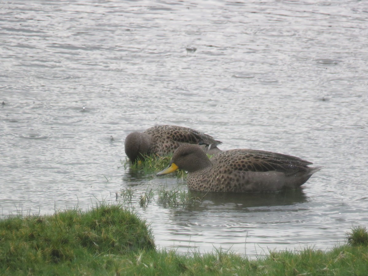 Yellow-billed Teal - Felipe Godoy