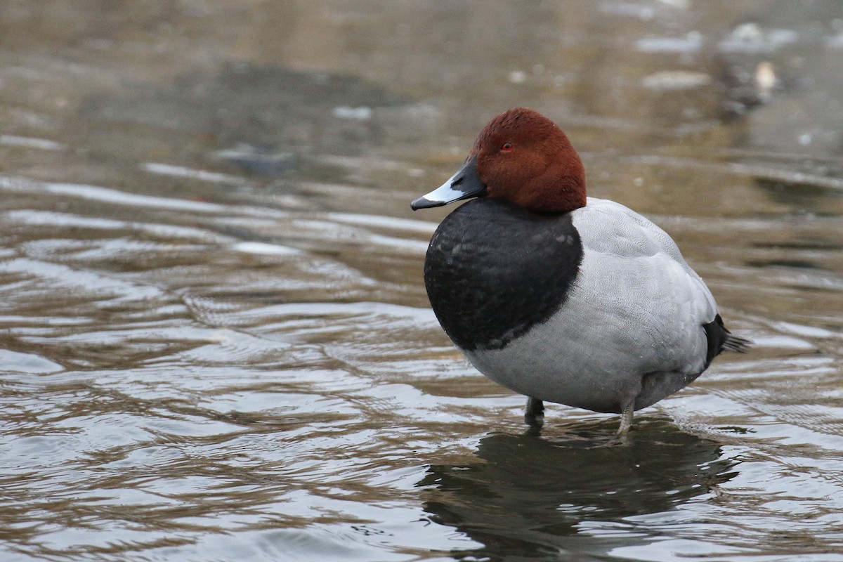 Common Pochard - ML471358321