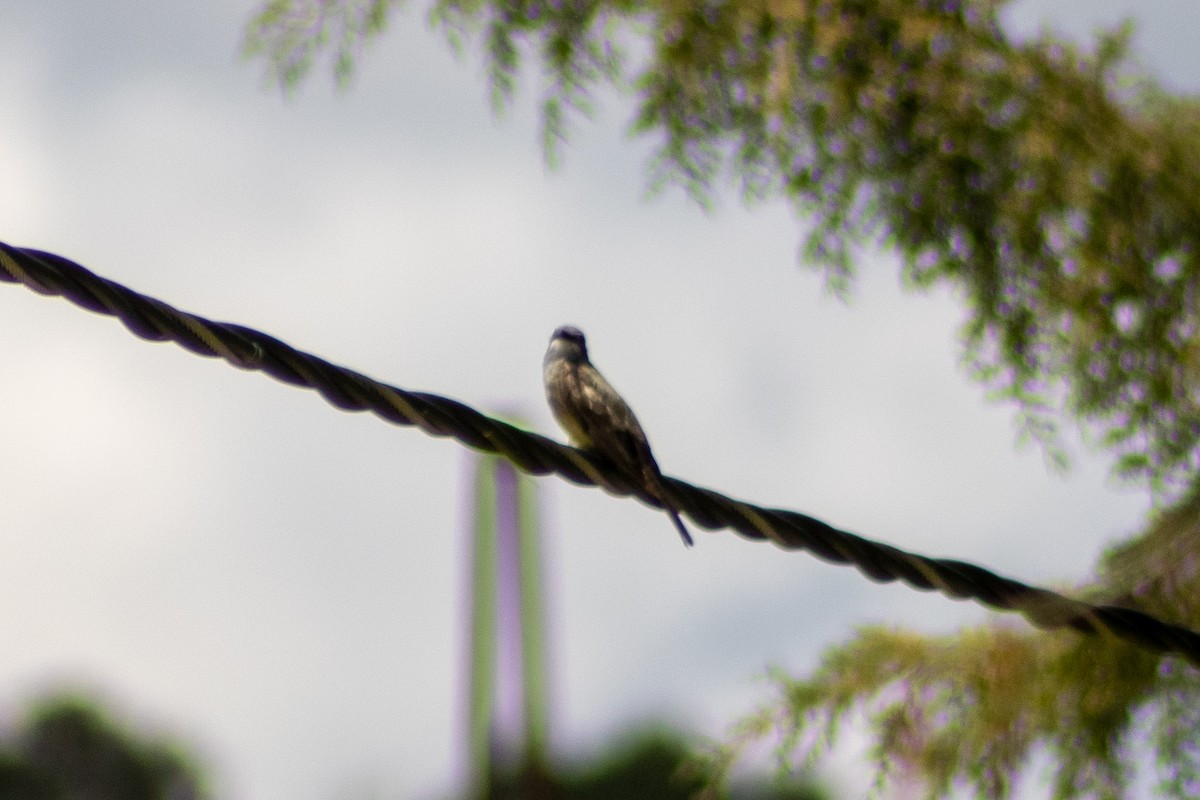 Cassin's Kingbird - Sergio Leyva