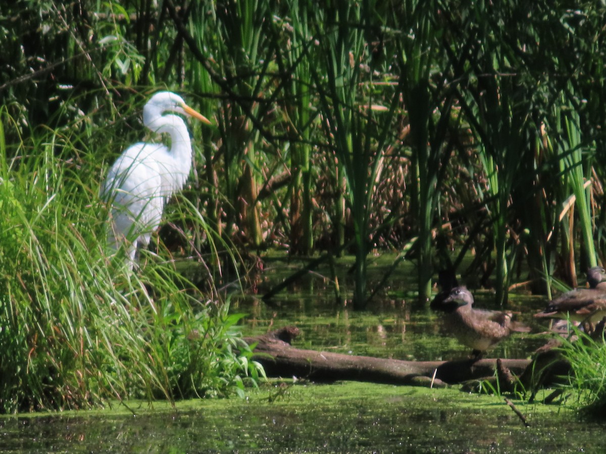 Great Egret - ML471358751