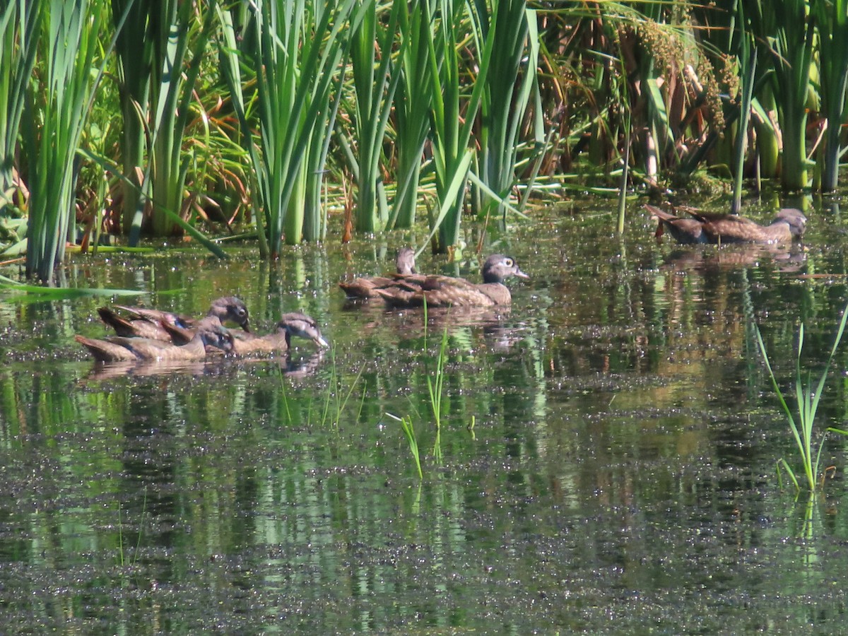 Wood Duck - ML471358771