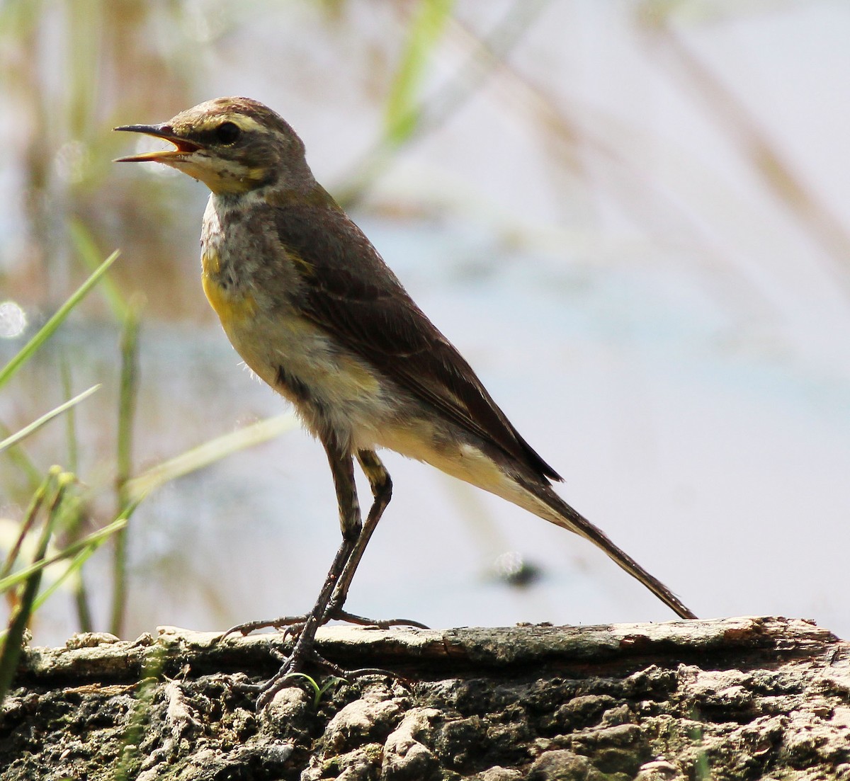 Eastern Yellow Wagtail - Neoh Hor Kee