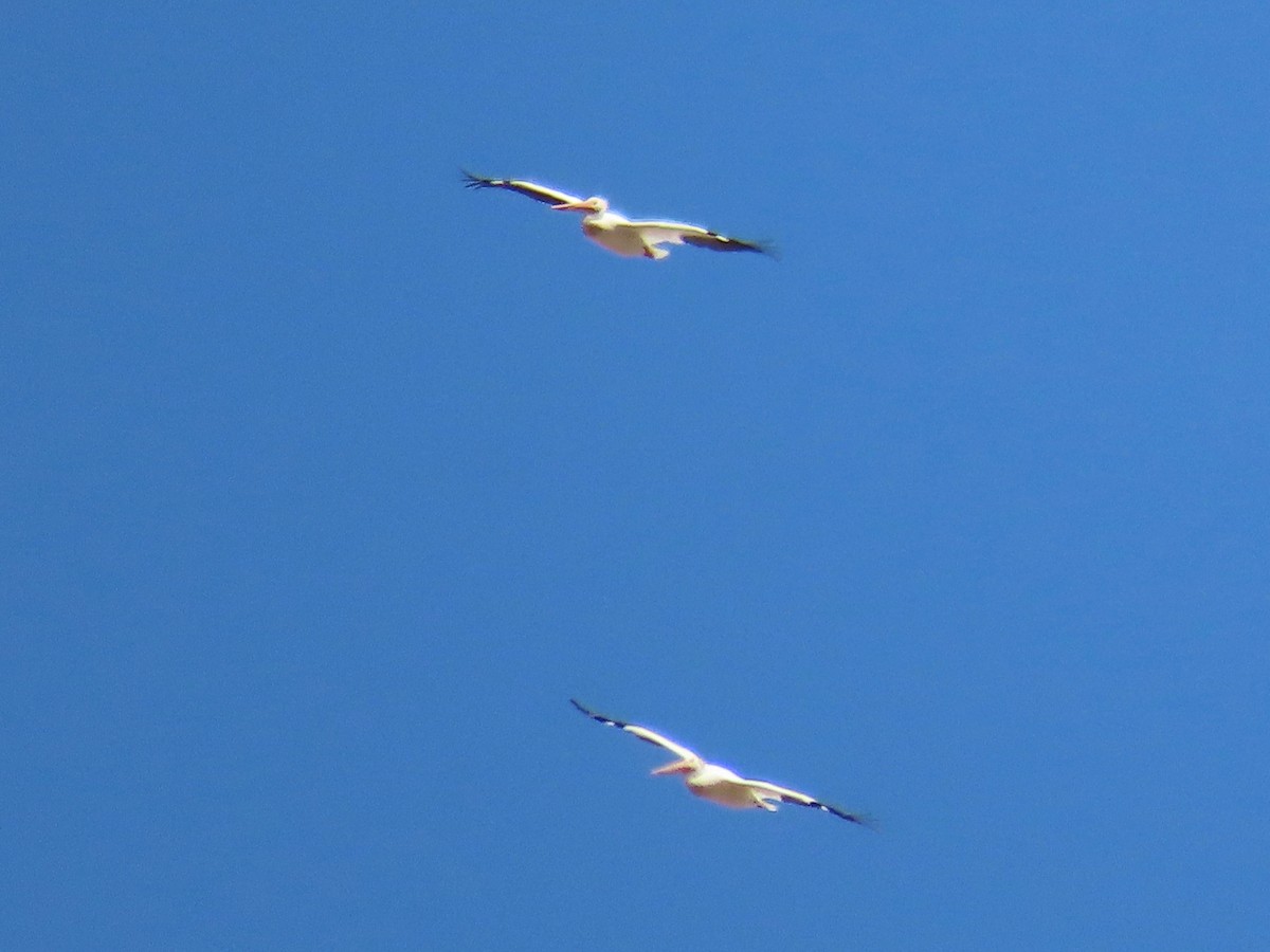 American White Pelican - ML471360121