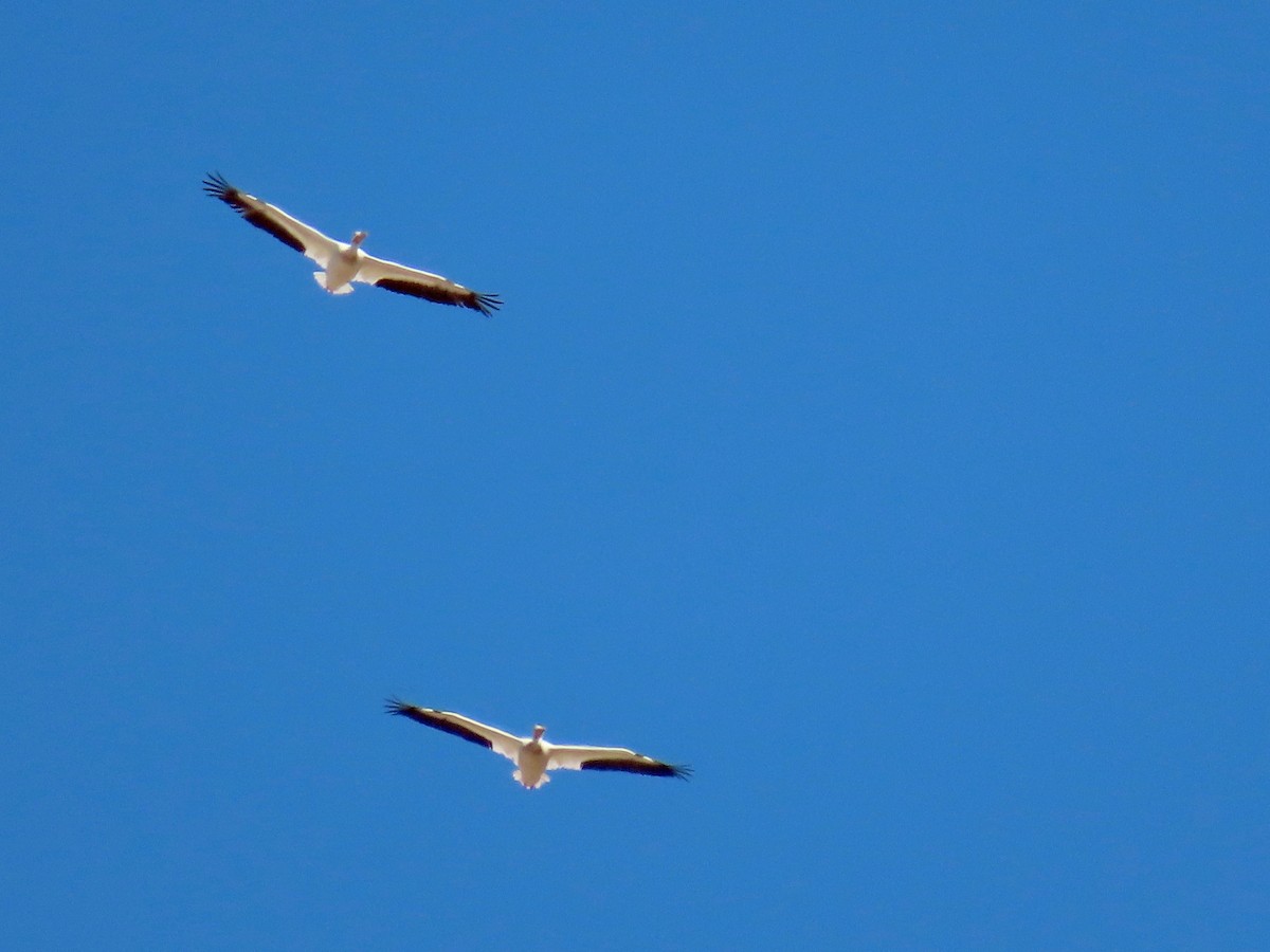 American White Pelican - ML471360161