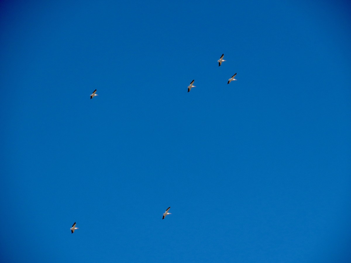American White Pelican - ML471360171