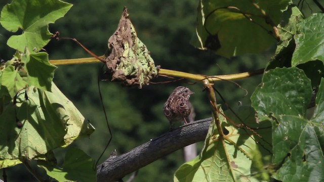 Song Sparrow - ML471361