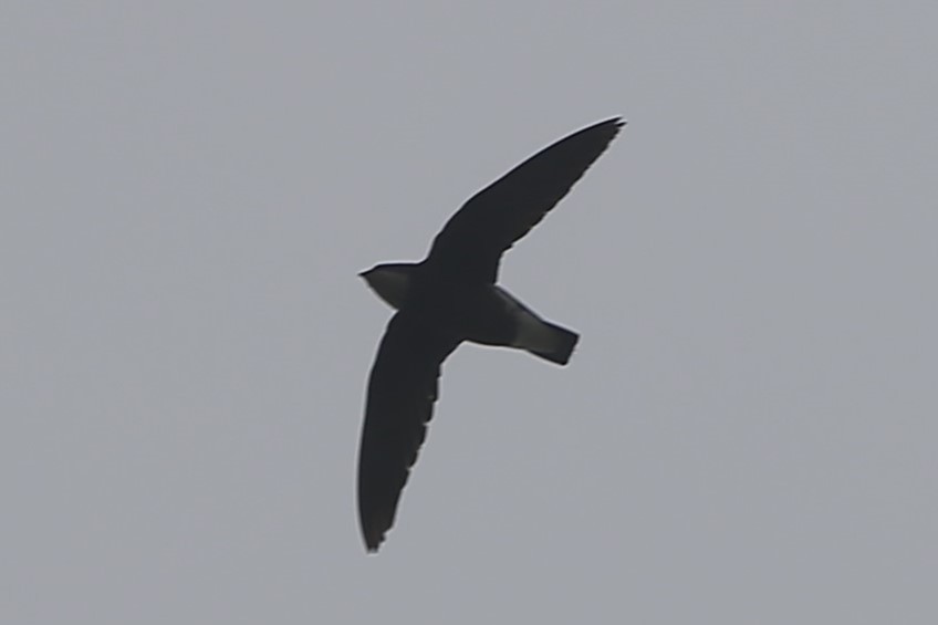 White-throated Needletail - ML471361671