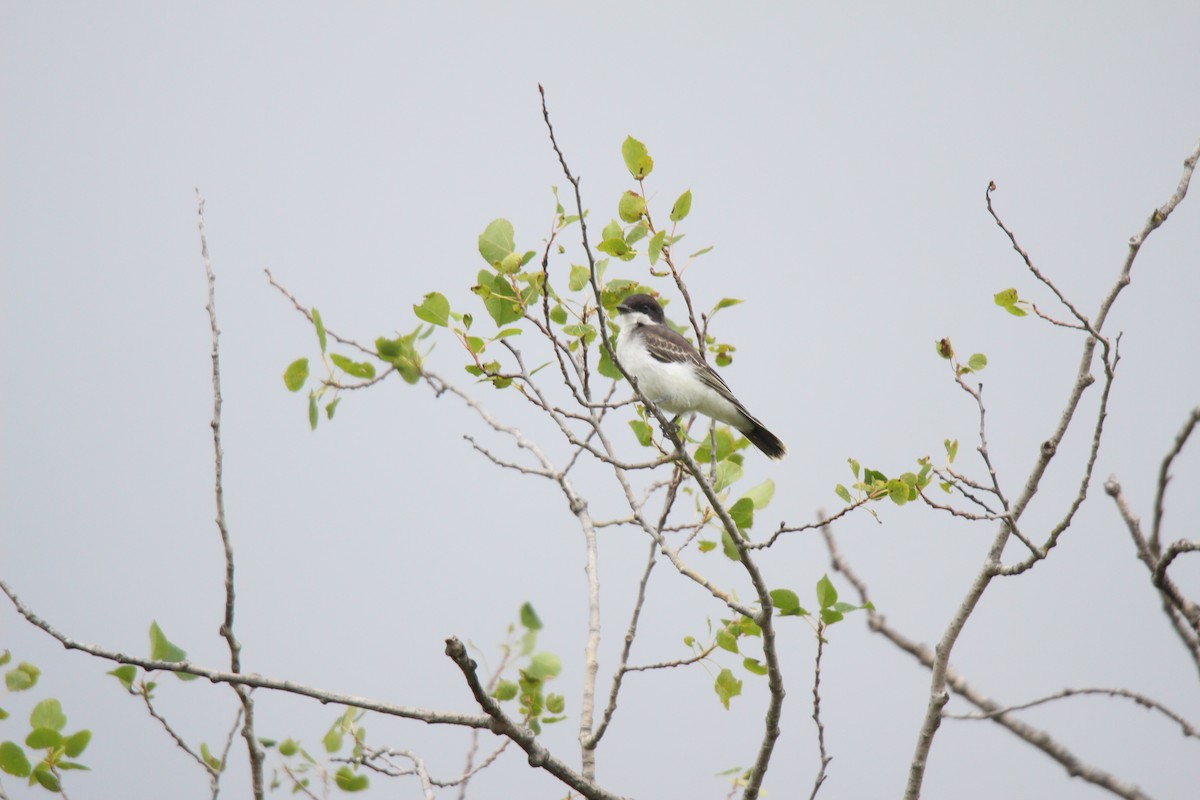 Eastern Kingbird - ML471362591