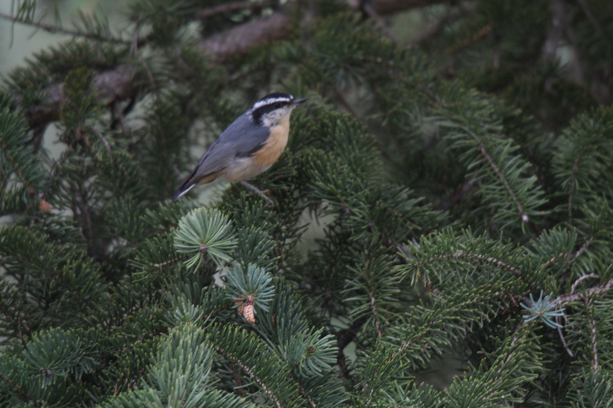 Red-breasted Nuthatch - ML471362831