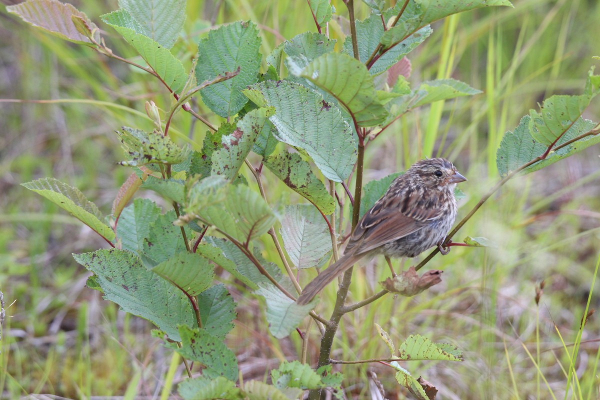 Song Sparrow - ML471363191