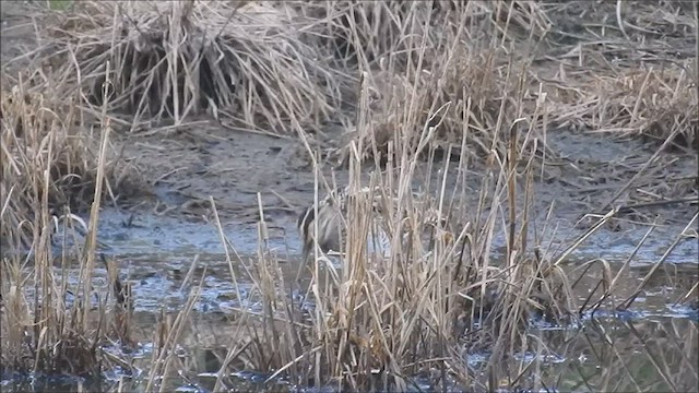 Latham's Snipe - ML471363671