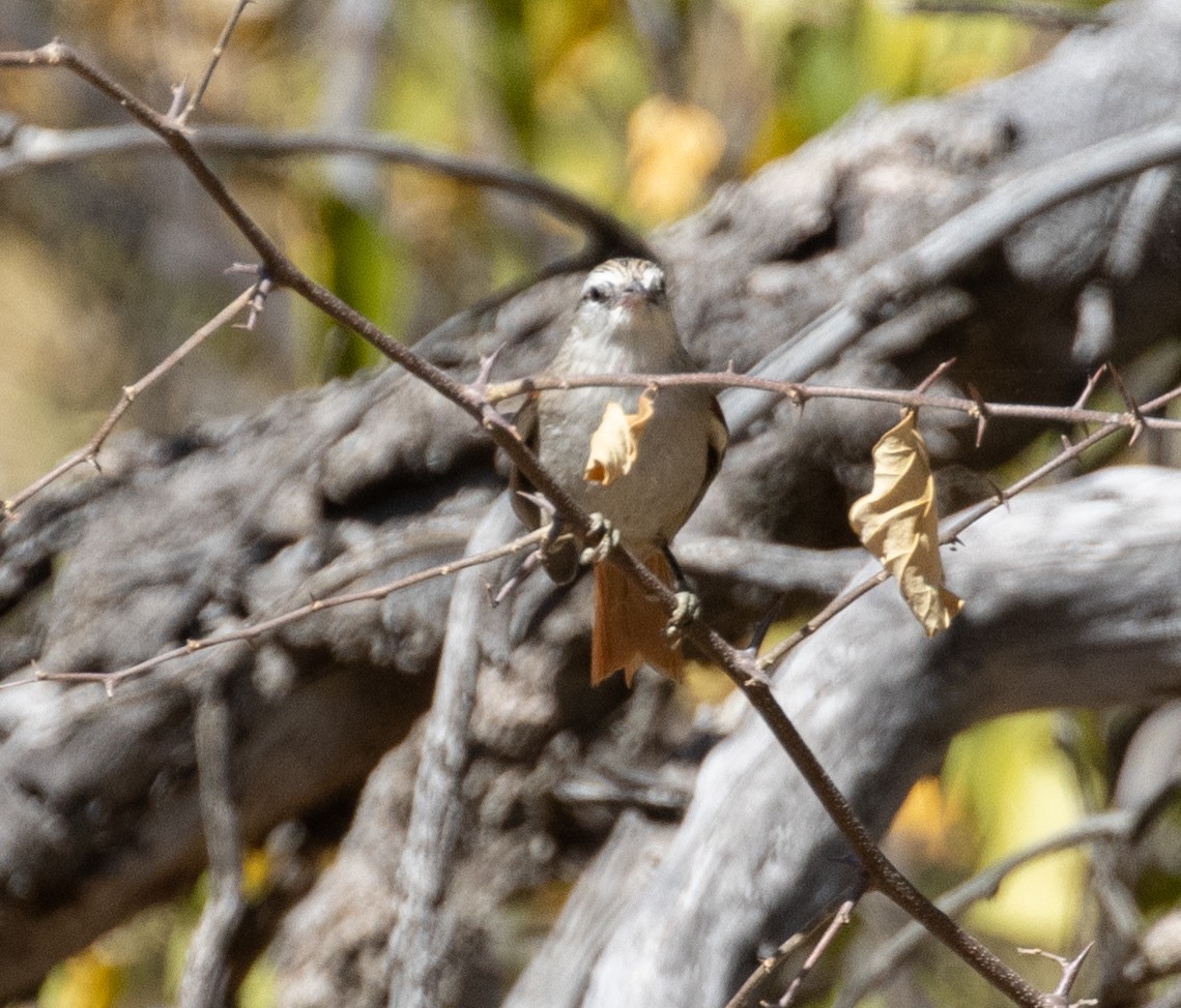 Stripe-crowned Spinetail - Lindy Fung