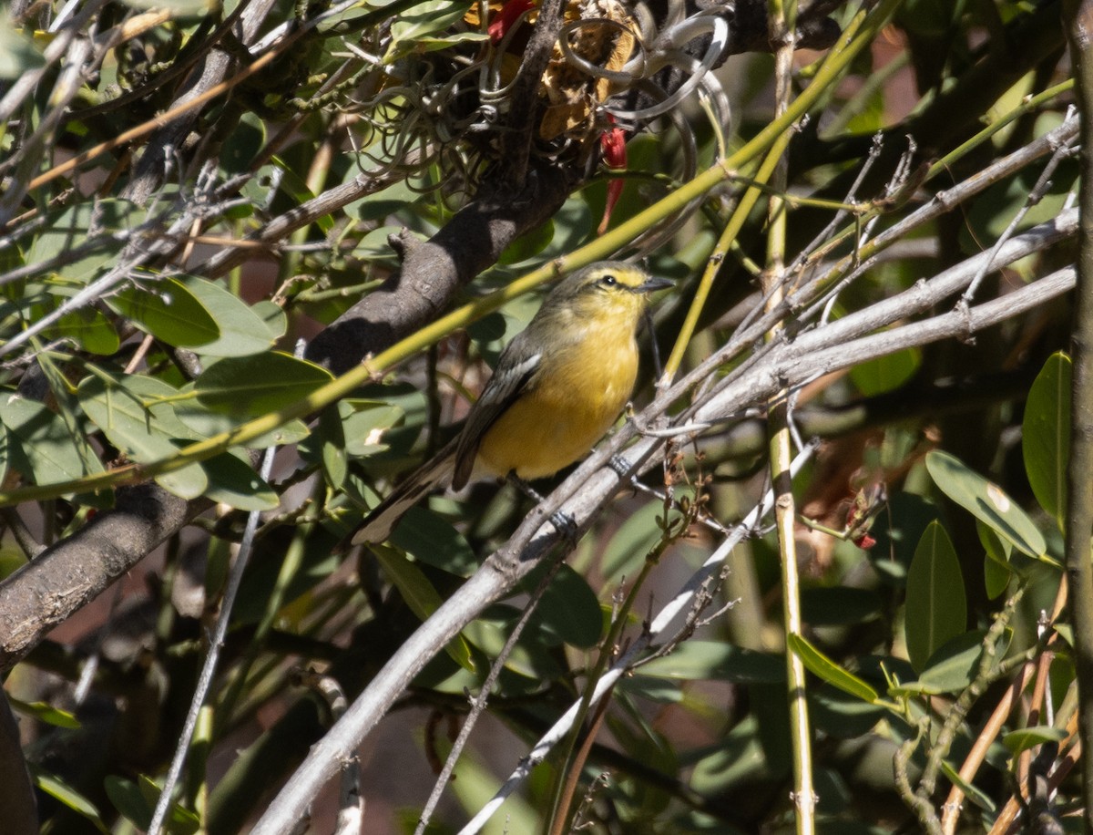 Greater Wagtail-Tyrant - Lindy Fung