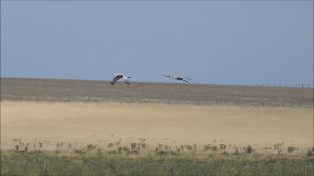 Grue brolga - ML471364401