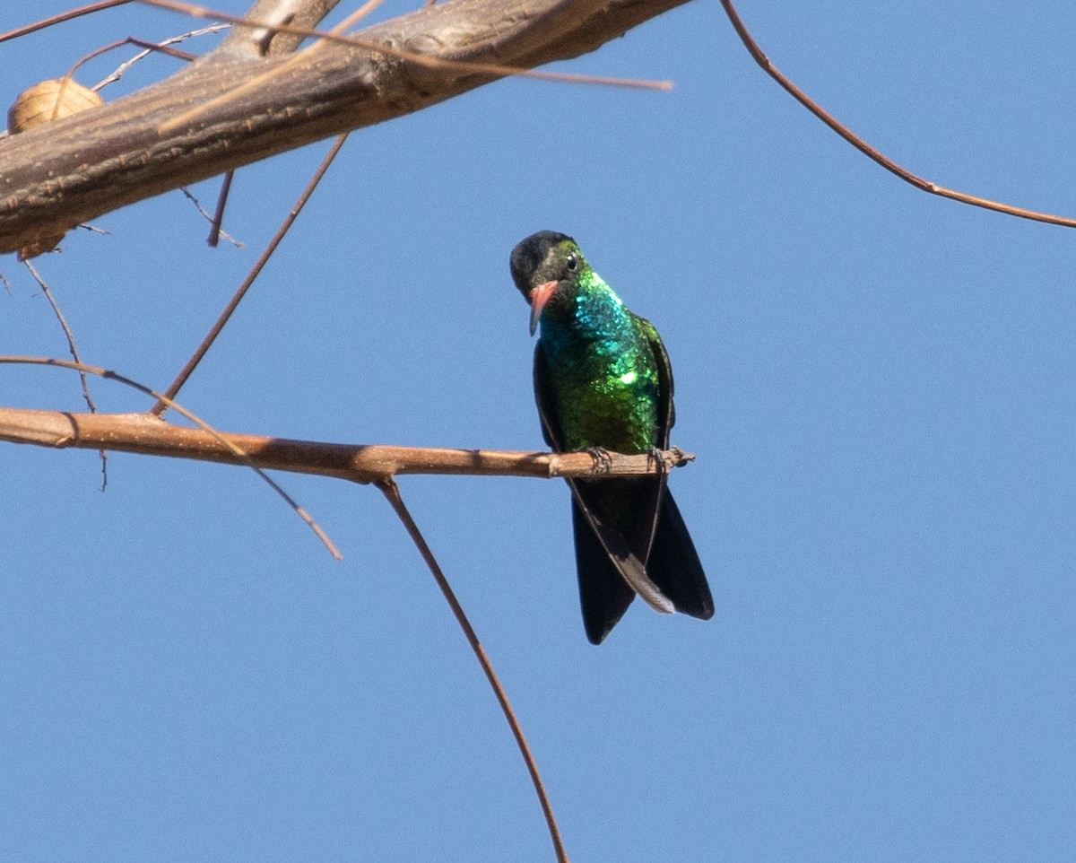 Glittering-bellied Emerald - Lindy Fung