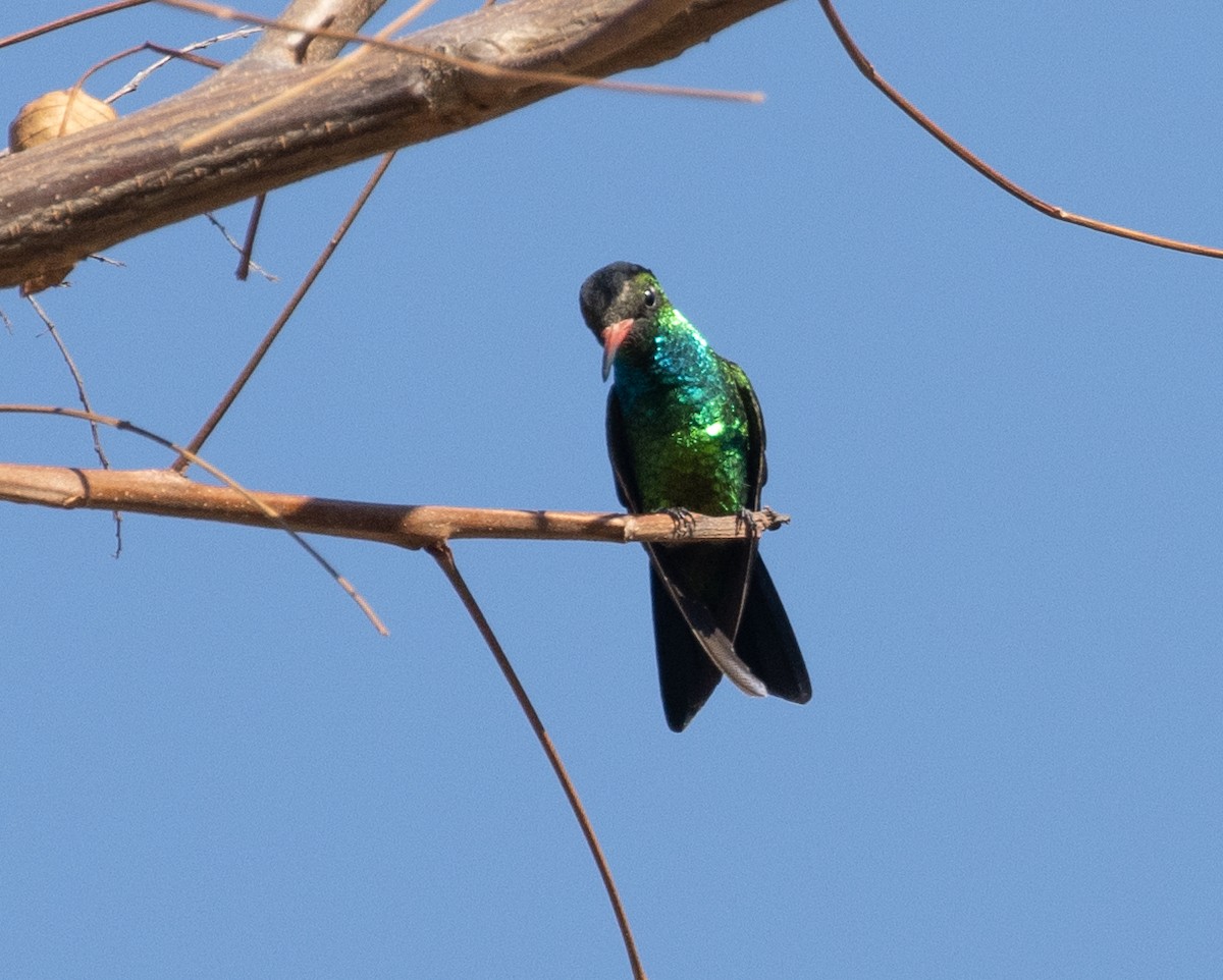 Glittering-bellied Emerald - ML471364441