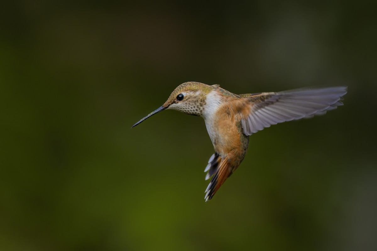 Rufous Hummingbird - ML471364471