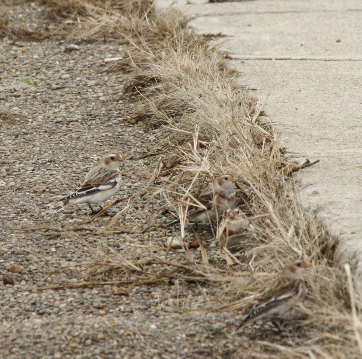 Snow Bunting - Kathi Hutton