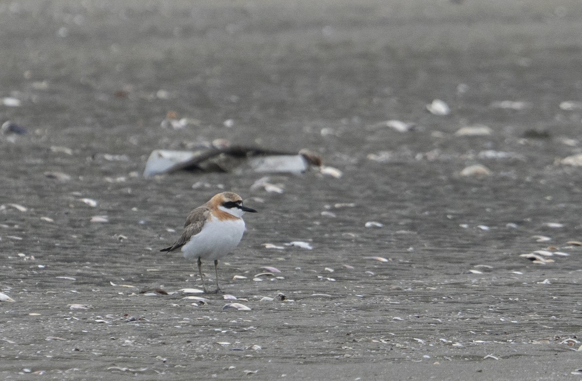 kulík větší - ML471365521