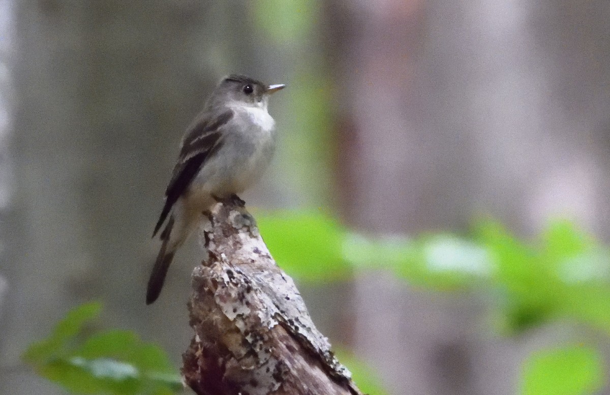 Eastern Wood-Pewee - ML471365891