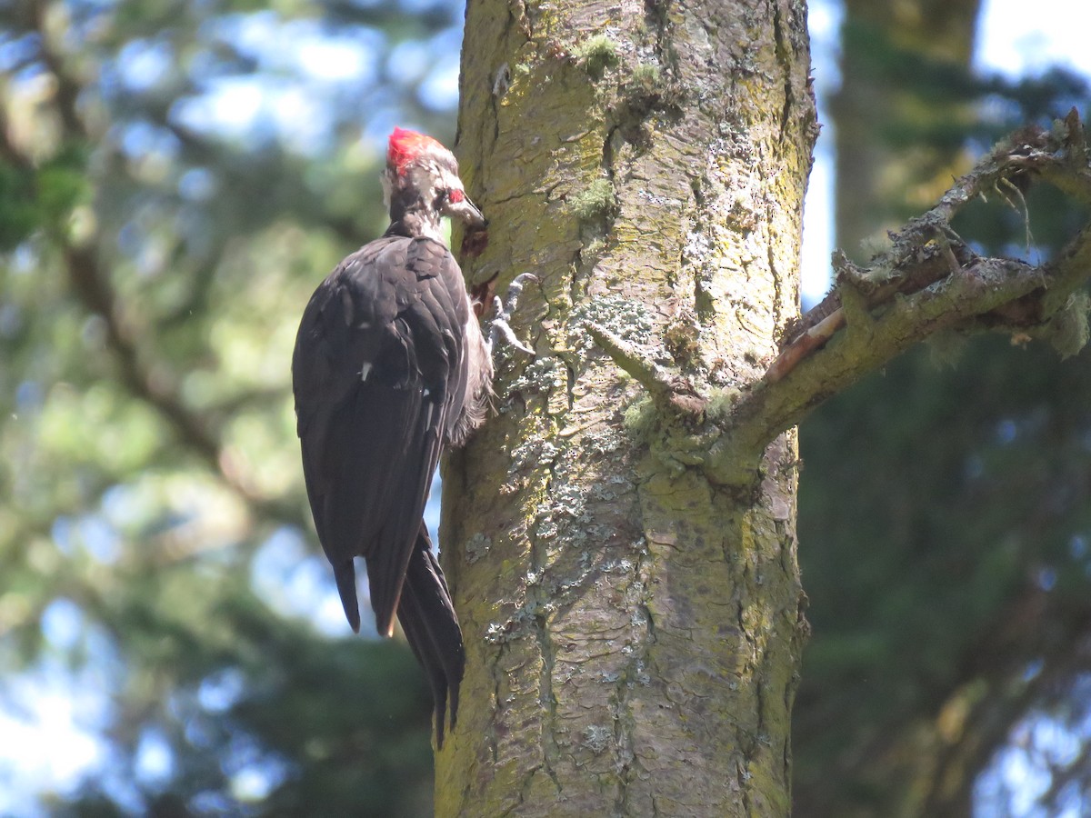 Pileated Woodpecker - Phil Wegener