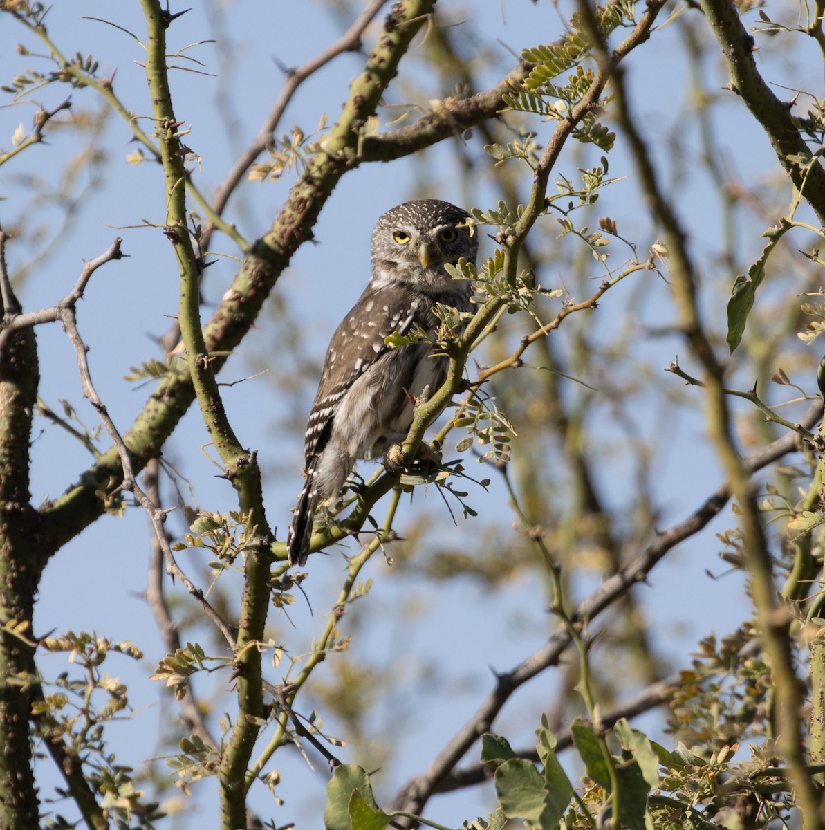 Ferruginous Pygmy-Owl - Lindy Fung