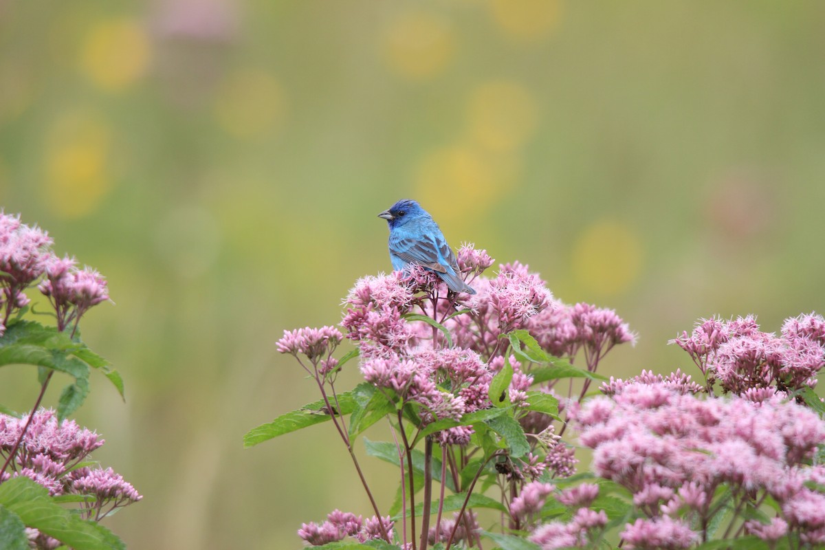 Indigo Bunting - ML471367171