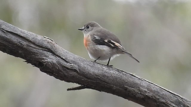 サンショクヒタキ（boodang／leggii） - ML471367881