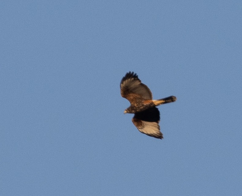 Harris's Hawk (Bay-winged) - Lindy Fung