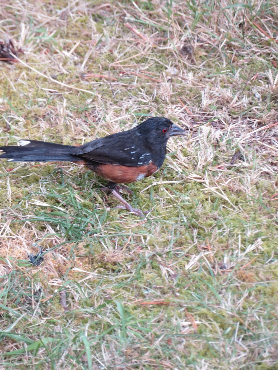 Spotted Towhee - ML471369441