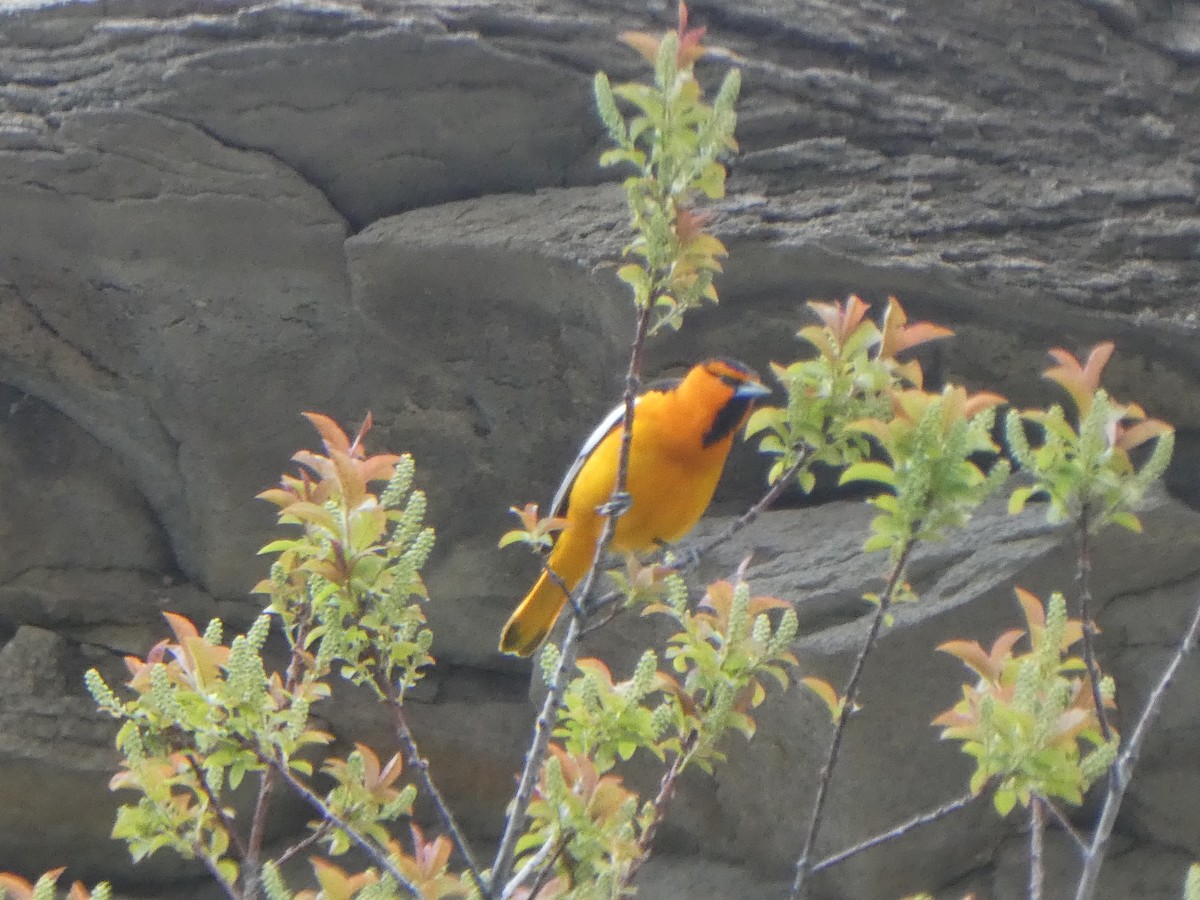 Oriole de Bullock - ML471370651